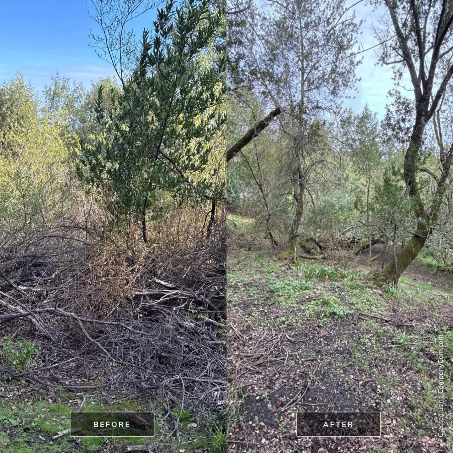 american-brush-3 Before and after clearing brush: left side dense with foliage, right side is open with fewer plants and more ground visible.