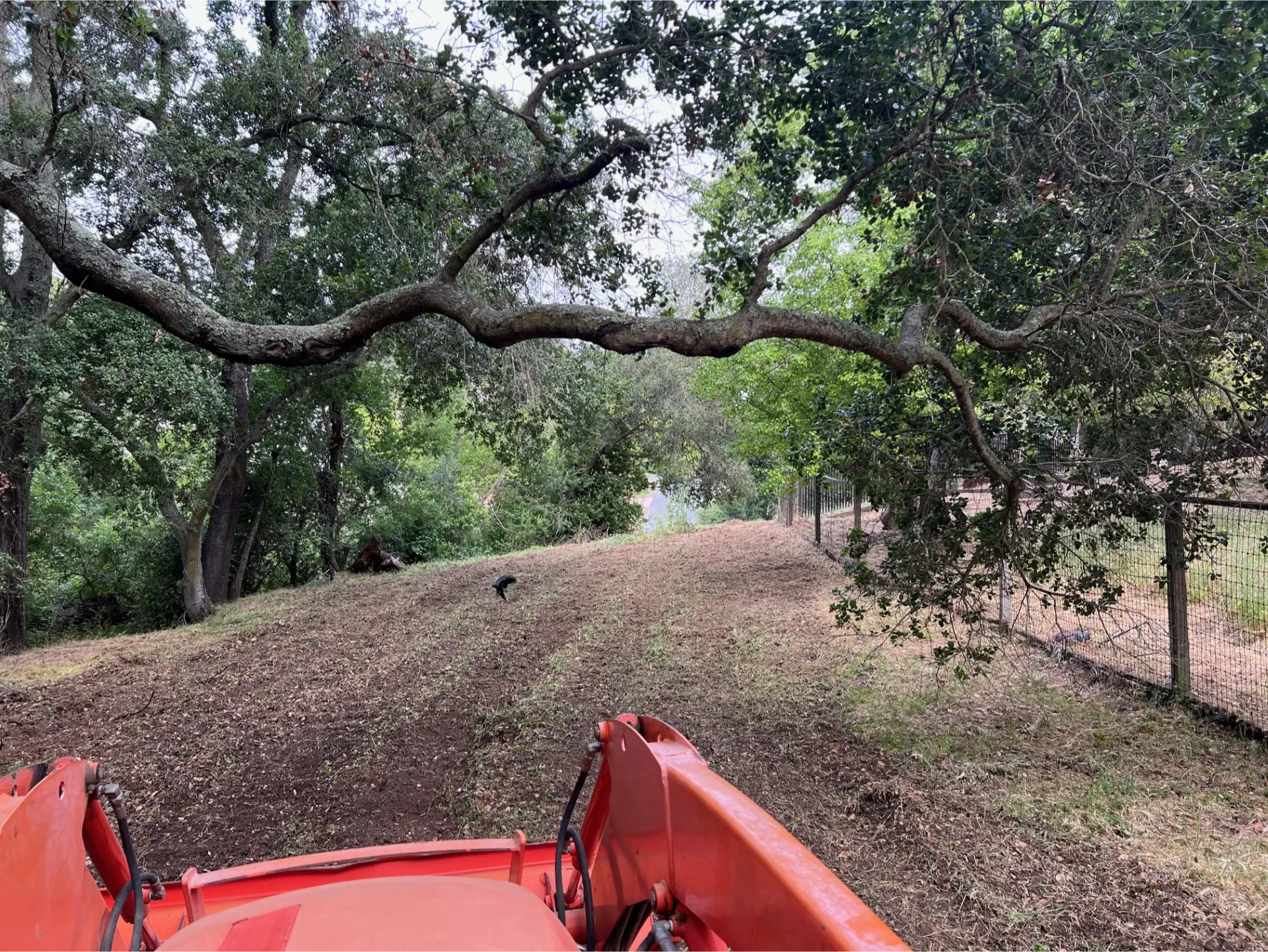 american-brush-5 View from a tractor on a dirt path lined with trees and a wire fence, with a black dog ahead.
