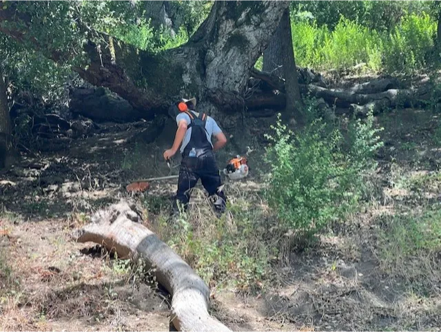 american-brush Person using a weed trimmer to clear brush in a wooded area with fallen trees and green foliage.
